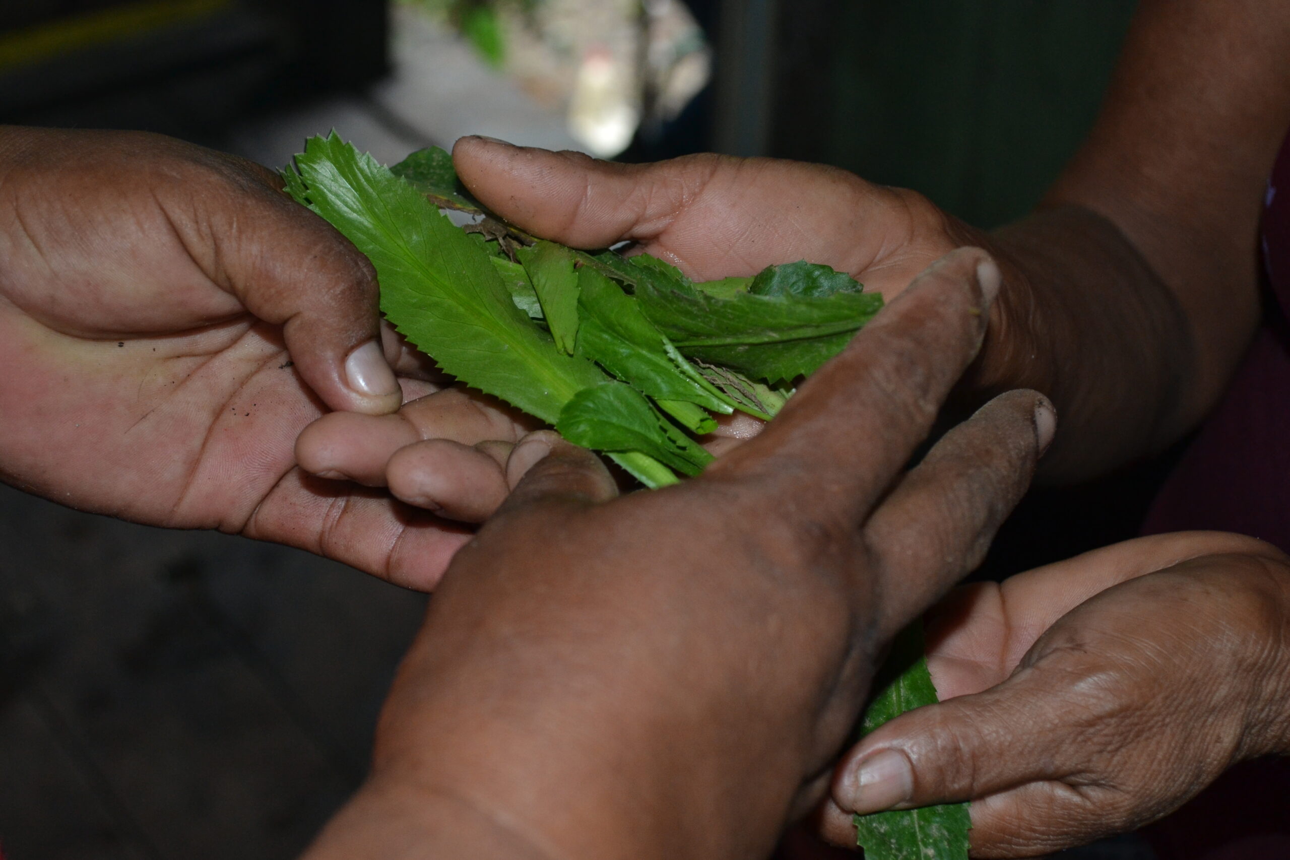 Cooperación Intercultural